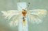  (Elachista occulta - MM25375)  @14 [ ] CreativeCommons - Attribution Non-Commercial (2016) Marko Mutanen University of Oulu