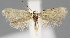  (Elachista cretula - MM25482)  @13 [ ] CreativeCommons - Attribution Non-Commercial (2016) Marko Mutanen University of Oulu