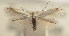  (Bucculatrix laciniatella - MM25515)  @14 [ ] CreativeCommons - Attribution Non-Commercial (2016) Marko Mutanen University of Oulu