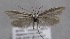  (Pleurota ericella - MM25604)  @14 [ ] CreativeCommons - Attribution Non-Commercial (2017) Marko Mutanen University of Oulu