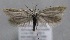  (Pleurota iberica - MM25607)  @14 [ ] CreativeCommons - Attribution Non-Commercial (2017) Marko Mutanen University of Oulu