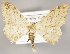  (Idaea straminata - MM26051)  @14 [ ] CreativeCommons - Attribution Non-Commercial (2017) Marko Mutanen University of Oulu