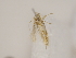  (Bucculatrix abrepta - MM26099)  @11 [ ] CreativeCommons - Attribution Non-Commercial (2018) Marko Mutanen University of Oulu