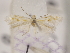  (Bucculatrix salicella - MM26100)  @11 [ ] CreativeCommons - Attribution Non-Commercial (2018) Marko Mutanen University of Oulu