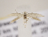  ( - MM26106)  @11 [ ] CreativeCommons - Attribution Non-Commercial (2018) Marko Mutanen University of Oulu