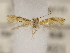  (Bucculatrix ulmella-group - MM26114)  @11 [ ] CreativeCommons - Attribution Non-Commercial (2018) Marko Mutanen University of Oulu