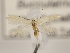  (Bucculatrix cantabricella - MM26118)  @13 [ ] CreativeCommons - Attribution Non-Commercial (2018) Marko Mutanen University of Oulu