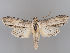  (Shargacucullia xylophana - MM26949)  @11 [ ] CreativeCommons - Attribution Non-Commercial (2018) Marko Mutanen University of Oulu