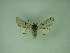  (Furcula aeruginosa - MM27225)  @11 [ ] by-nc (2021) Markus Rantala Unspecified