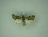  (Aporophyla chioleuca - MM27247)  @11 [ ] by-nc (2021) Markus Rantala Unspecified