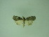  (Bryophila tephrocharis - MM27254)  @11 [ ] by-nc (2021) Markus Rantala Unspecified