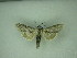  (Cucullia mixta - MM27273)  @11 [ ] by-nc (2021) Markus Rantala Unspecified