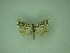  (Panchrysia ornata - MM27331)  @11 [ ] by-nc (2021) Markus Rantala Unspecified