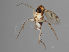  (Mycetophila v-nigrum - MZH_GAS.454)  @11 [ ] by-nc (2021) Marko Mutanen University of Oulu