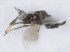  (Eusemion cornigerum - MZH_GL.10247)  @11 [ ] by-nc (2024) Simo Vaananen Luomus