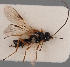  (Phaenocarpa ungulosetosa - MZH_GL.3270)  @11 [ ] by-nc (2021) Simo Väänänen Luomus
