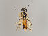  (Pamphilius thorwaldi - MZH_GP.106315)  @11 [ ] CreativeCommons - Attribution Non-Commercial (2018) Marko Mutanen University of Oulu