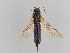  (Sirex atricornis - MZH_GP.108648)  @11 [ ] CreativeCommons - Attribution Non-Commercial (2018) Marko Mutanen University of Oulu