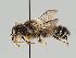  (Megachile bombycina - MZH_GP.21029)  @11 [ ] CreativeCommons - Attribution Non-Commercial (2018) Marko Mutanen University of Oulu