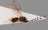  (Orthostigma longicorne - MZH_GQ.141)  @11 [ ] by-nc (2021) Simo Väänänen Luomus