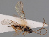  (Alysia subaptera - MZH_GQ.204)  @11 [ ] by-nc (2021) Simo Väänänen Luomus