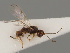  (Dendrosoter hartigii - MZH_GQ.408)  @11 [ ] by-nc (2021) Simo Väänänen Luomus