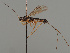  (Hypodoryctes - MZH_GQ.418)  @11 [ ] by-nc (2021) Simo Väänänen Luomus