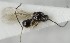  (Rhoptromeris dichromata - MZH_GQ.5077)  @11 [ ] by-nc (2024) Simo Vaananen Luomus