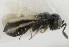  (Anteris scutellaris - MZH_GQ.5114)  @11 [ ] by-nc (2024) Simo Vaananen Luomus
