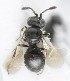  (Psilanteris - MZH_GQ.5121)  @11 [ ] by-nc (2024) Simo Vaananen Luomus