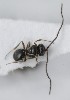  (Trimorus algicola - MZH_GQ.5127)  @11 [ ] by-nc (2024) Simo Vaananen Luomus