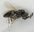  (Trimorus arenicola - MZH_GQ.5128)  @11 [ ] by-nc (2024) Simo Vaananen Luomus