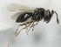  (Trimorus therycides - MZH_GQ.5129)  @11 [ ] by-nc (2024) Simo Vaananen Luomus