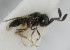 (Trimorus brevicollis - MZH_GQ.5132)  @11 [ ] by-nc (2024) Simo Vaananen Luomus