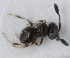  (Trimorus brevicornis - MZH_GQ.5133)  @11 [ ] by-nc (2024) Simo Vaananen Luomus