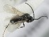  (Trimorus nitidulus - MZH_GQ.5137)  @11 [ ] by-nc (2024) Simo Vaananen Luomus