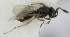  (Trimorus opacus - MZH_GQ.5138)  @11 [ ] by-nc (2024) Simo Vaananen Luomus