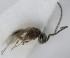  (Trimorus orbiculatus - MZH_GQ.5139)  @11 [ ] by-nc (2024) Simo Vaananen Luomus