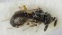  (Trimorus ovatus - MZH_GQ.5140)  @11 [ ] by-nc (2024) Simo Vaananen Luomus