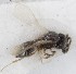  (Trimorus punctulator - MZH_GQ.5144)  @11 [ ] by-nc (2024) Simo Vaananen Luomus