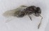  (Aphanogmus furcatus - MZH_GQ.5264)  @11 [ ] by-nc (2024) Simo Vaananen Luomus