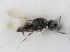  (Aphanogmus remotus - MZH_GQ.5268)  @11 [ ] by-nc (2024) Simo Vaananen Luomus
