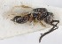  (Ceraphron sulcatus - MZH_GQ.5278)  @11 [ ] by-nc (2024) Simo Vaananen Luomus