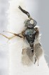  (Cheiloneurus submuticus - MZH_GQ.5300)  @11 [ ] by-nc (2024) Simo Vaananen Luomus