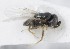  (Homalotyloidea - MZH_GQ.5306)  @11 [ ] by-nc (2024) Simo Vaananen Luomus