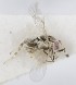 (Metaphycus stagnarum - MZH_GQ.5310)  @11 [ ] by-nc (2024) Simo Vaananen Luomus