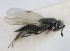  (Pseudencyrtus eumedes - MZH_GQ.5315)  @11 [ ] by-nc (2024) Simo Vaananen Luomus