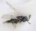  (Pseudencyrtus misellus - MZH_GQ.5316)  @11 [ ] by-nc (2024) Simo Vaananen Luomus