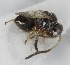  (Alloxysta glebaria - MZH_GQ.6565)  @11 [ ] by-nc (2023) Simo Vaananen Luomus