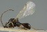  ( - MZH_GQ.6679)  @11 [ ] by-nc (2023) Simo Vaananen Luomus